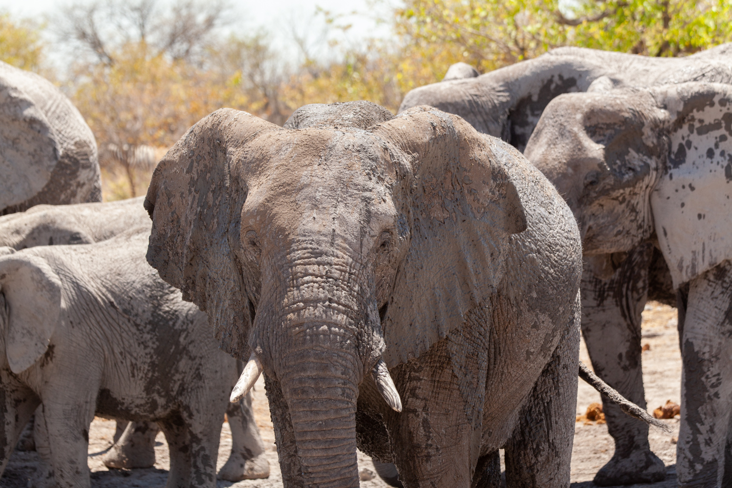 Kalahari conservancy