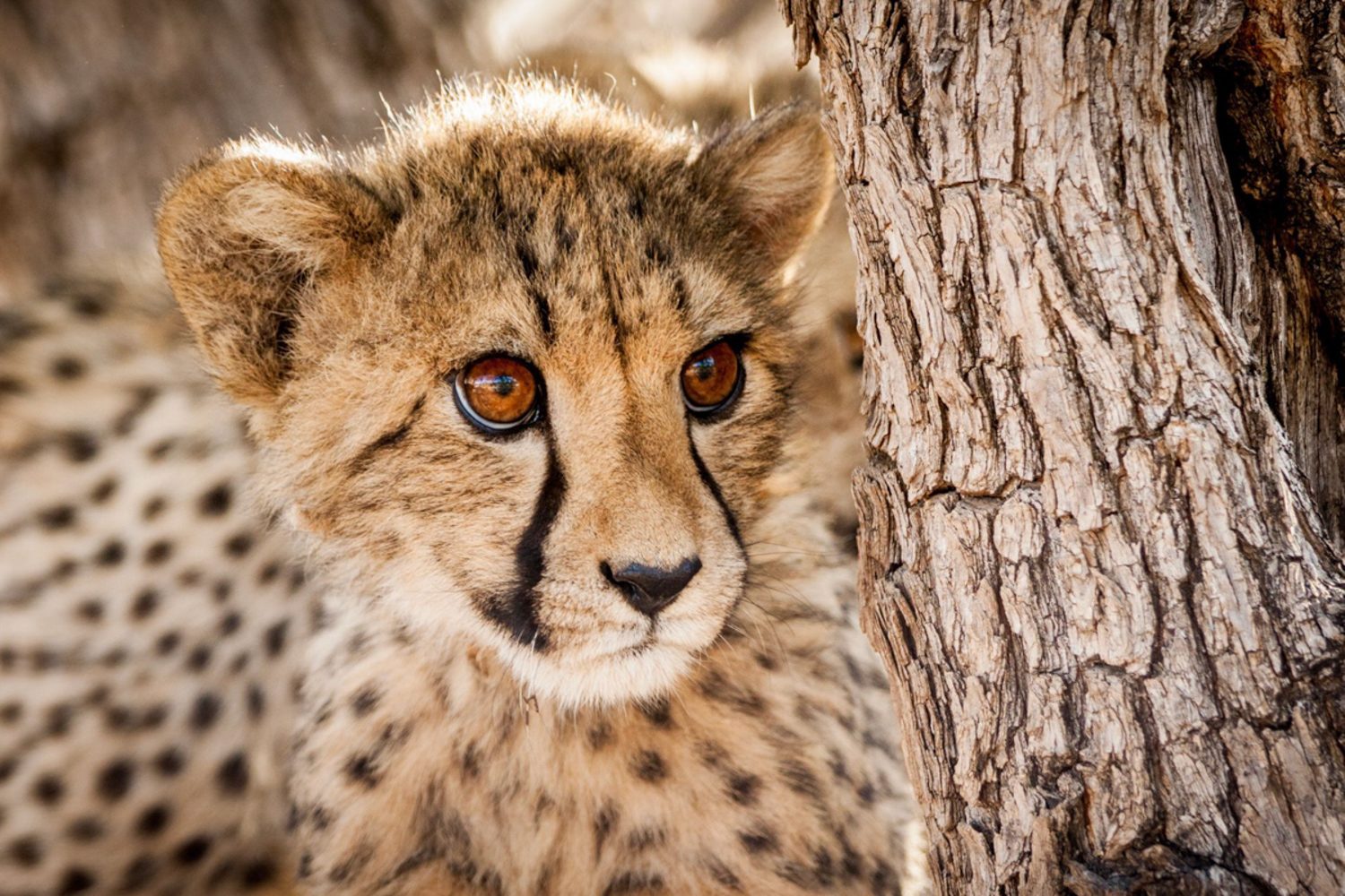 Kalahari conservancy