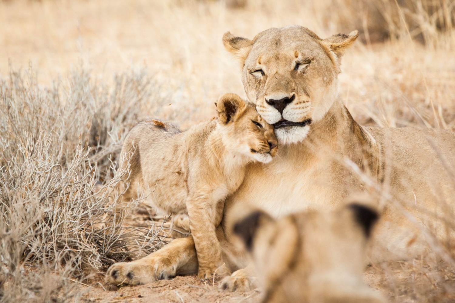 Kalahari conservancy