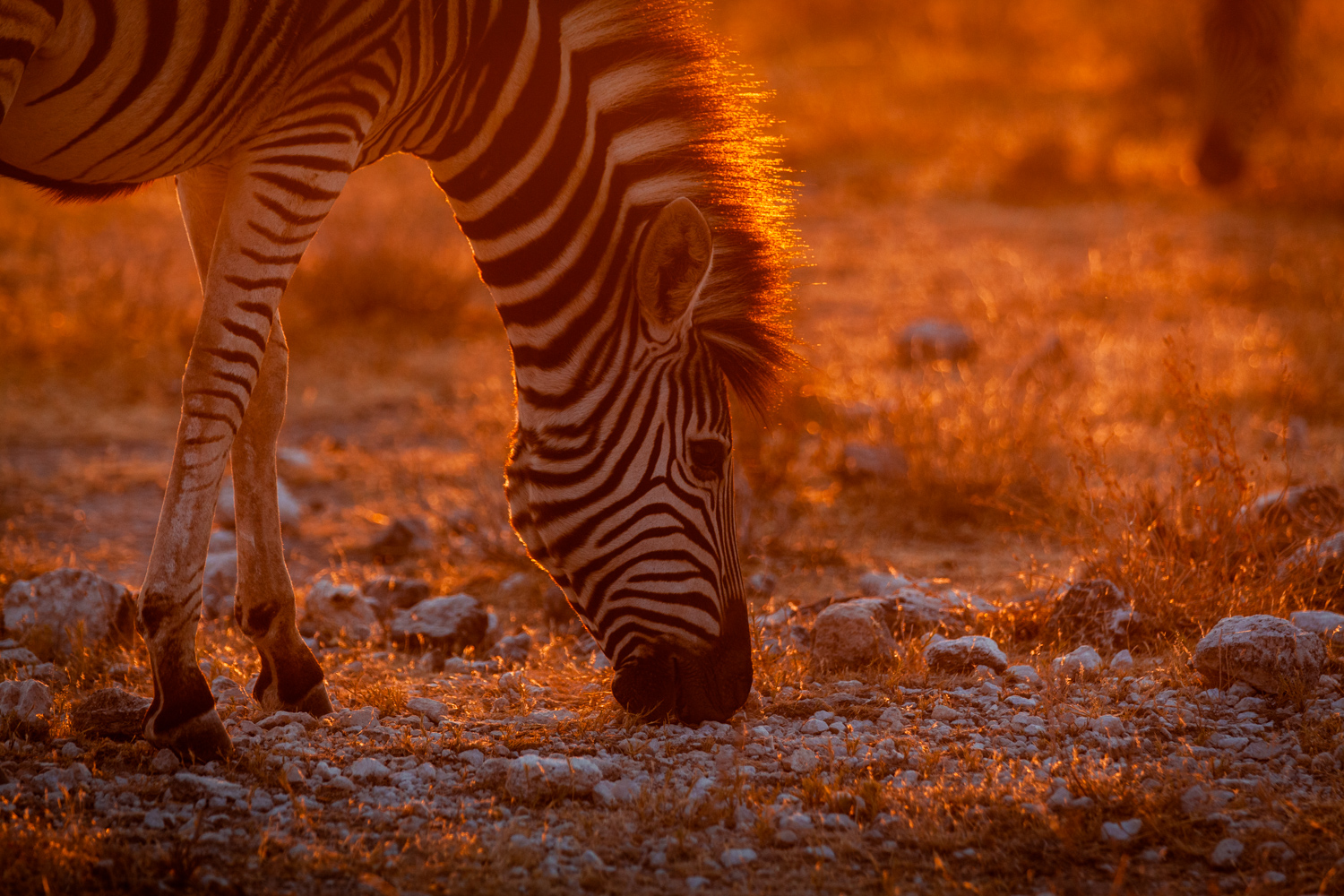 Kalahari conservancy