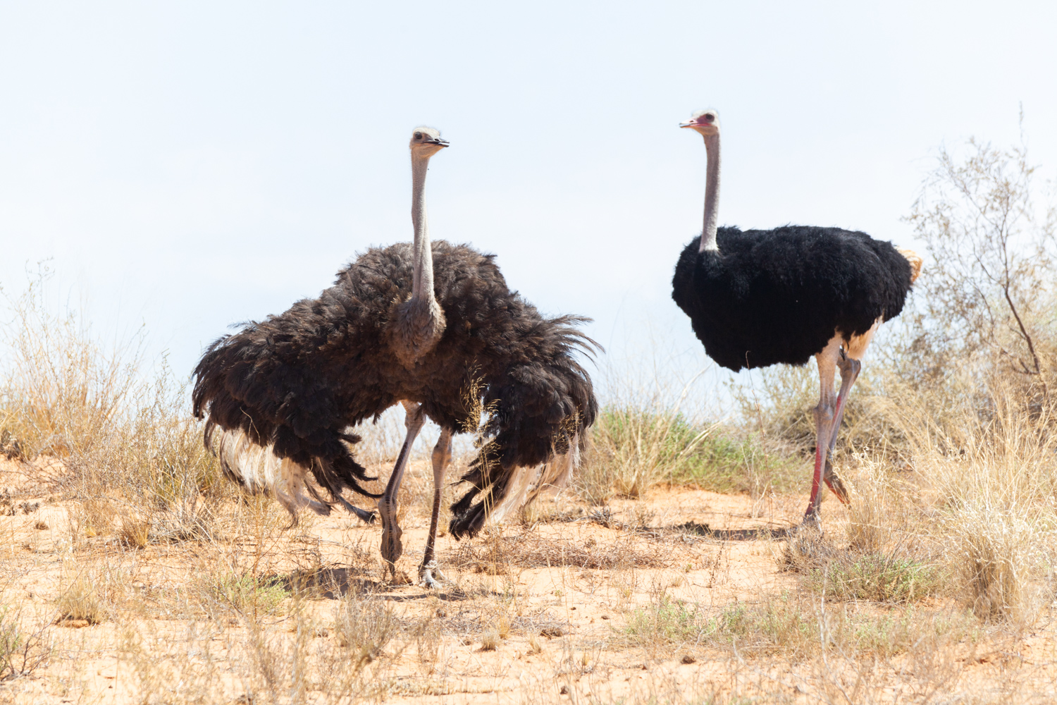 Kalahari conservancy