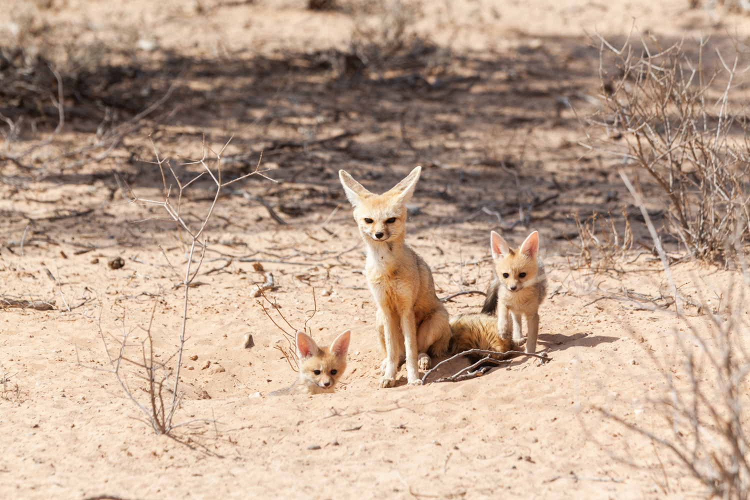 Kalahari conservancy