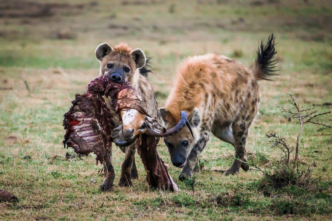 hyena