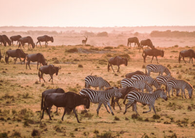 zebra's en gnoes in ochtendlicht