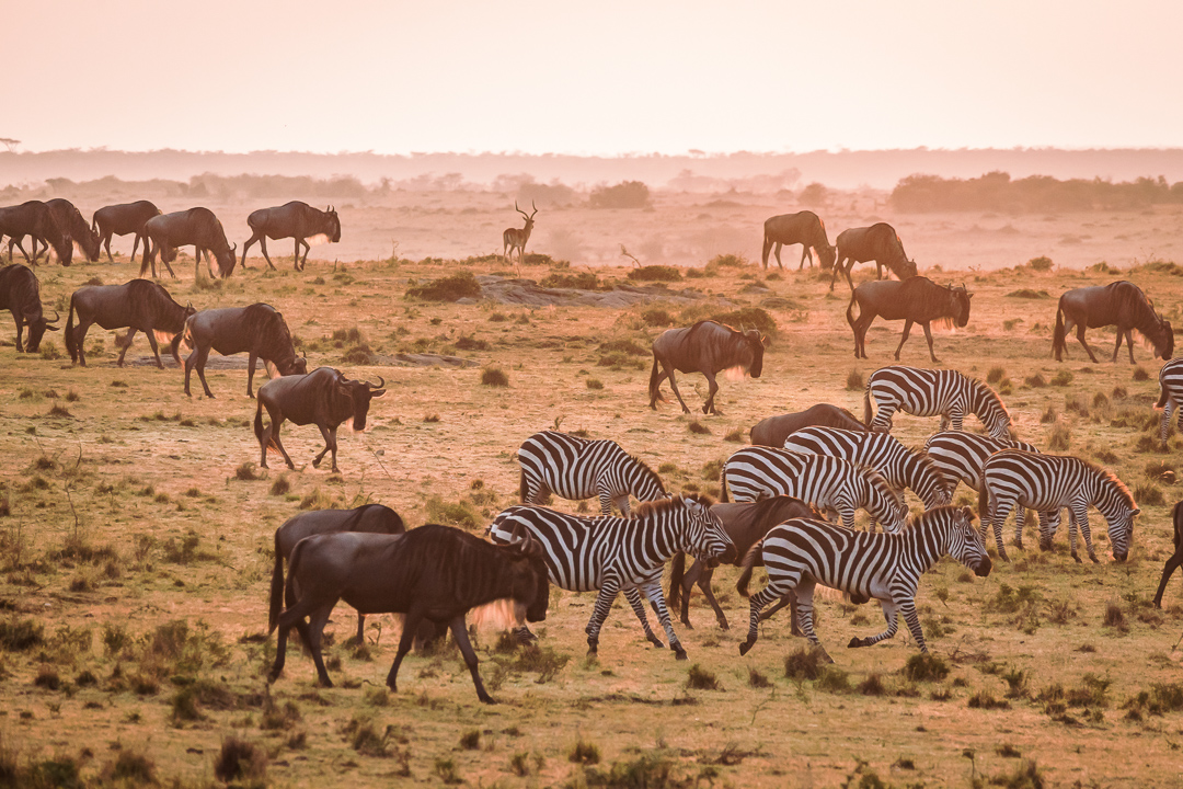 zebra's en gnoes in ochtendlicht