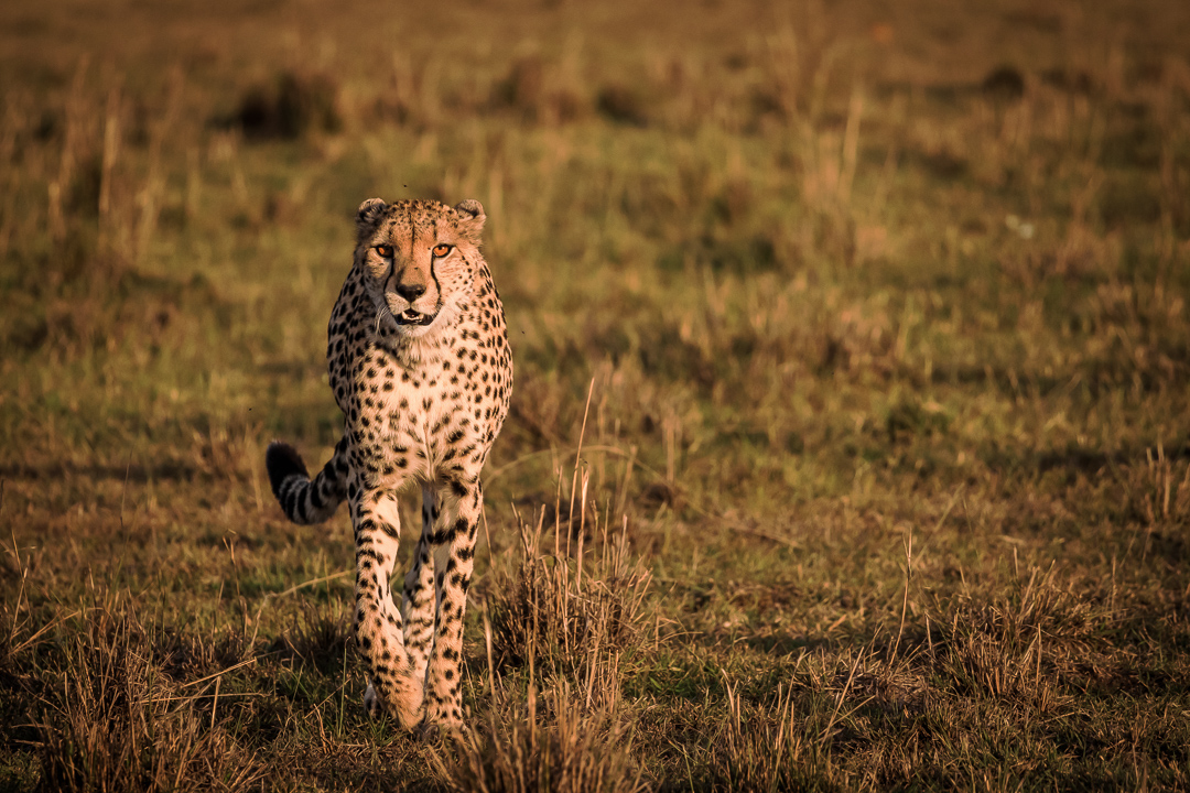 cheetah