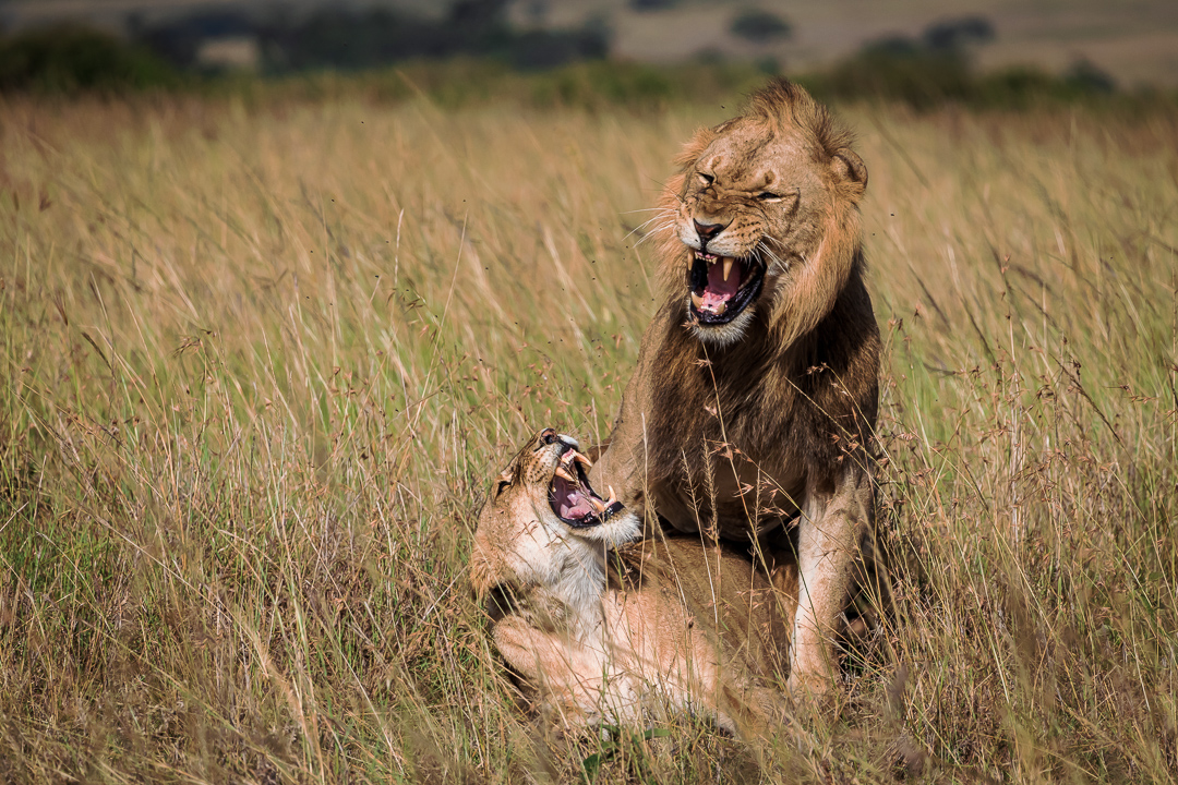 mating lions