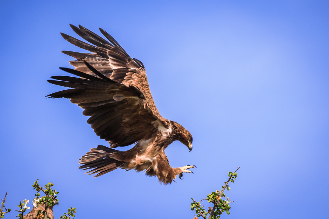 tawny eagle