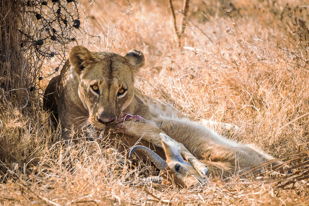 Nairobi National Park