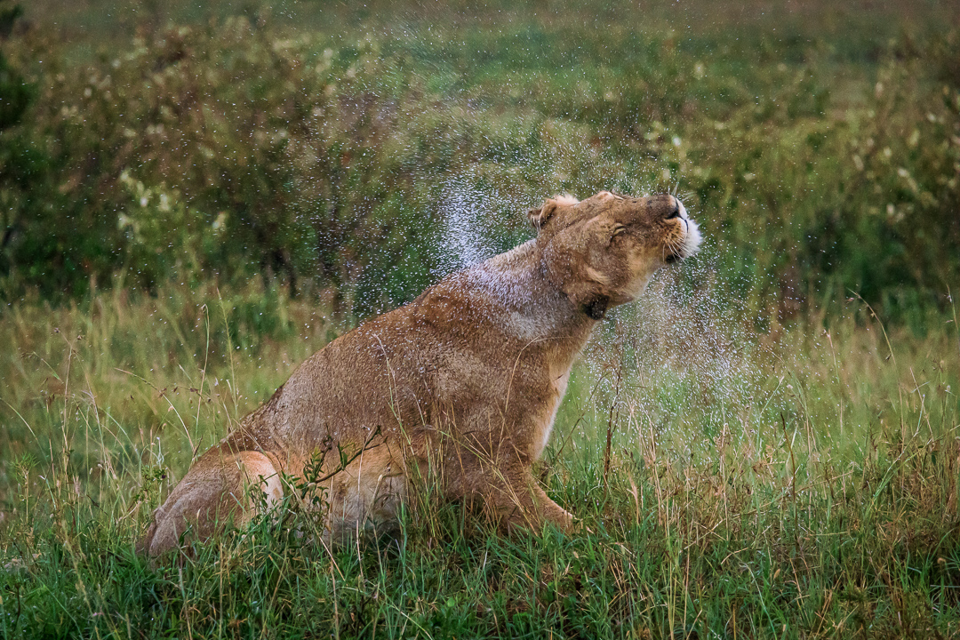 leeuwin schudt haar manen na de regen