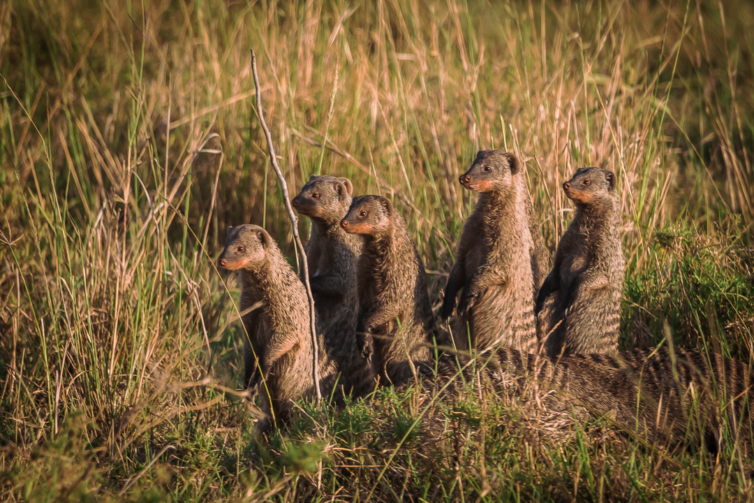 banded mongoose